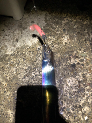 千田漁港サイコー！！