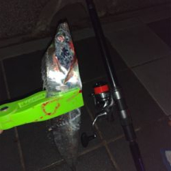 ドラゴンが釣れてる噂