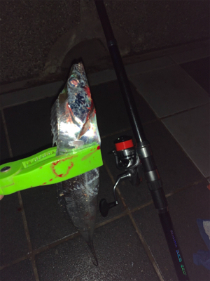 ドラゴンが釣れてる噂