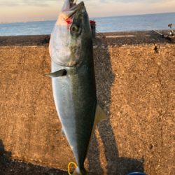 メジロハマチ！