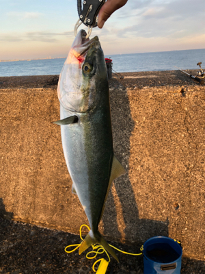 メジロハマチ！