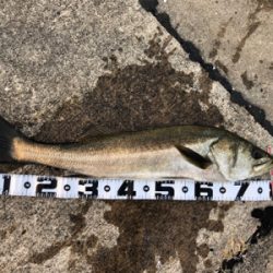 アジの泳がせでスズキが釣れました