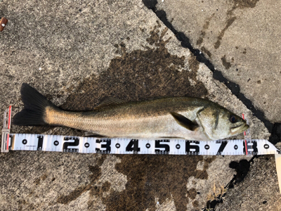 アジの泳がせでスズキが釣れました