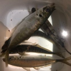 無風なのでついついアジング