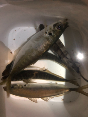 無風なのでついついアジング