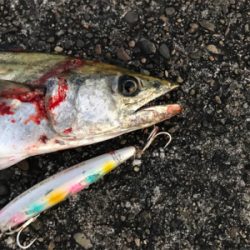 朝まずめを逃さず