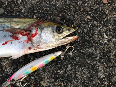 朝まずめを逃さず