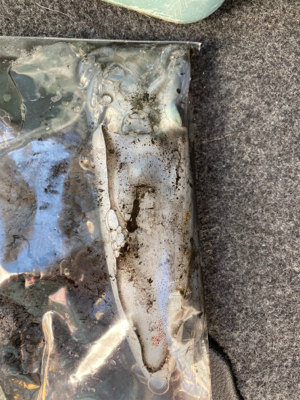 アオリイカ釣行