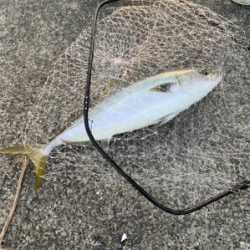 初の武庫川一文字