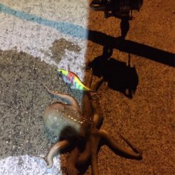 タコからエギング