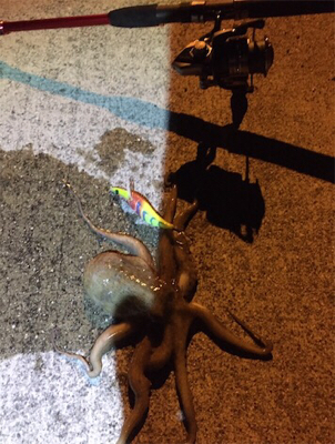 タコからエギング