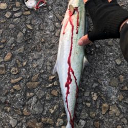 ショアジギング