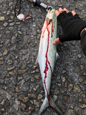 ショアジギング