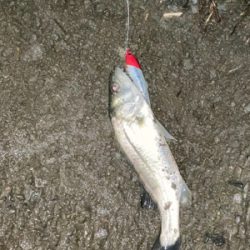 シーバスフィッシングのはずが