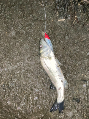 シーバスフィッシングのはずが