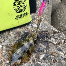 まだアオリイカ  釣れます(^^)