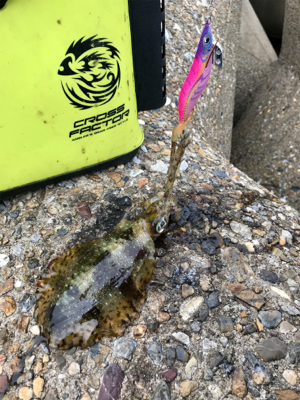 まだアオリイカ  釣れます(^^)