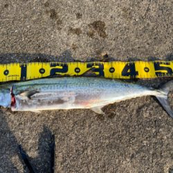 武庫一サゴシ好調そう