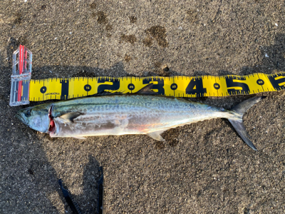 武庫一サゴシ好調そう