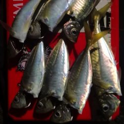 アジング練習 204