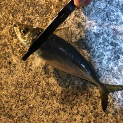 毎日アジング！