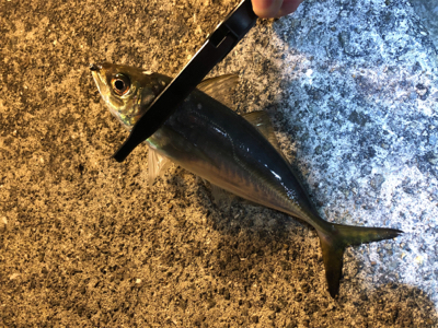 毎日アジング！