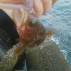 障泥烏賊4杯　チビハタ1匹