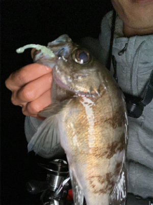 久々のデカメバル♪