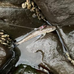 季節は秋でも、まだエソ祭り！！