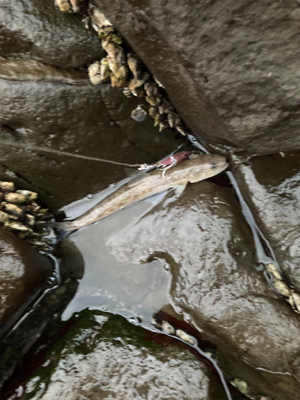 季節は秋でも、まだエソ祭り！！