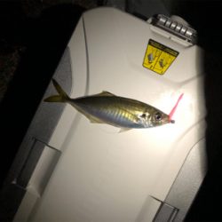 新波止で初アジング!