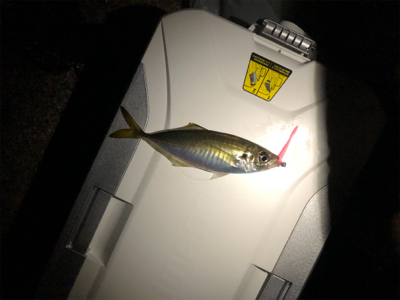 新波止で初アジング!