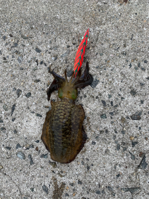 まだまだ釣れる