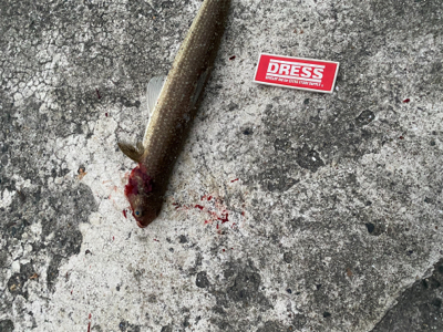 まあまあサイズの。。