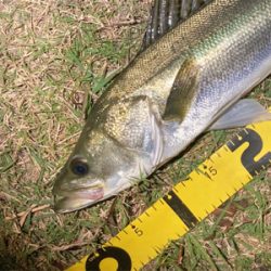 スミス（サラナ80f）でシーバスフィッシング