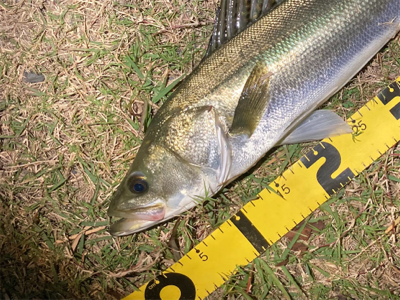 スミス（サラナ80f）でシーバスフィッシン…