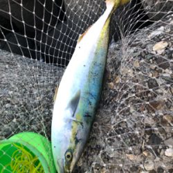 青物大きくなってきました