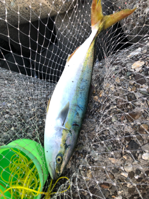 青物大きくなってきました