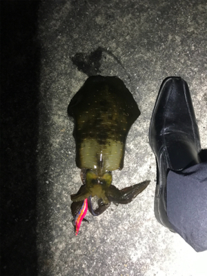 仕事帰りに1時間だけと