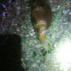 雨上がりに、障泥烏賊1杯