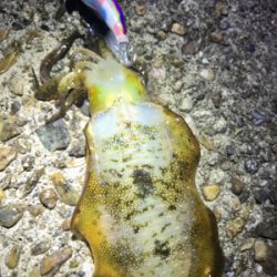 月夜でアオリイカ  GET＼(^o^)／