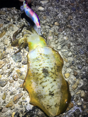 月夜でアオリイカ  GET＼(^o^)／