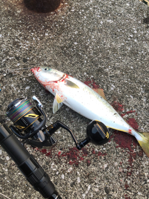 〜県南釣行〜青物リベンジ