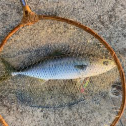 ハマチゲッツ！