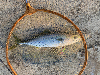 ハマチゲッツ！