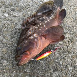 ☆10年物アコウ