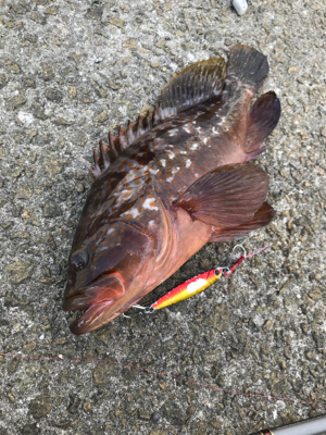 ☆10年物アコウ