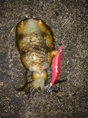 とれとれ裏でエギング