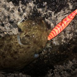 のんびりコウイカエギング