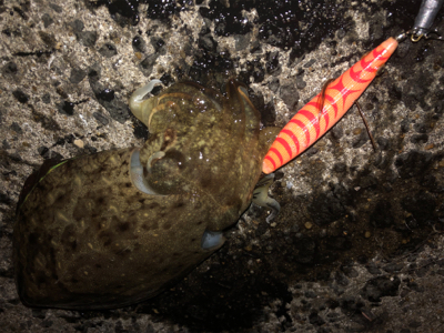 のんびりコウイカエギング